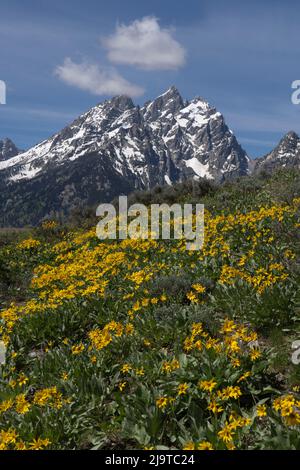 États-Unis, Wyoming, parc national de Grand Teton. Grand Teton Range et fleurs sauvages de balsamroot à feuilles d'arrow. Banque D'Images