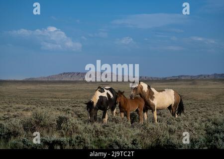 États-Unis, Wyoming. Une famille de chevaux sauvages se pâtisser sur la sauge dans le désert. Banque D'Images