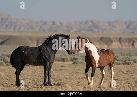 États-Unis, Wyoming. Les chevaux sauvages se saluant. Banque D'Images