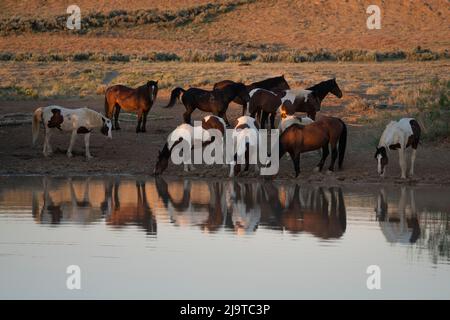 États-Unis, Wyoming. Les chevaux sauvages boivent dans le trou d'eau du désert. Banque D'Images