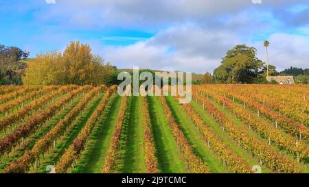 Une vue panoramique sur un vignoble en automne, avec des rangées de superbes vignes dorées. Hawke's Bay, Nouvelle-Zélande Banque D'Images