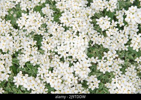 Le champ de petites fleurs blanches de doux champ d'alyssum. Vue de dessus. Arrière-plan naturel de la saison de printemps. Banque D'Images