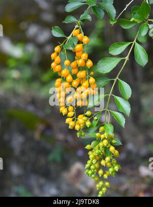 Duranta erecta également connu sous le nom de goutte d'eau dorée, baie de pigeon Banque D'Images