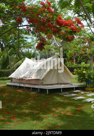 Tente de camping sous l'arbre de Delonix regia à Nha Trang Vietnam Banque D'Images