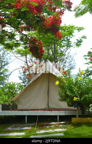 Tente de camping sous l'arbre de Delonix regia à Nha Trang Vietnam Banque D'Images