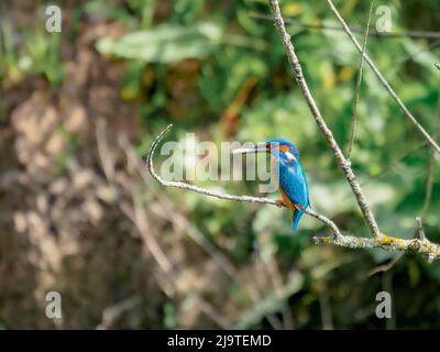 Un kingfisher perché sur une branche au-dessus de la rivière Trent, dans le Staffordshire, avec un poisson pour le déjeuner Banque D'Images