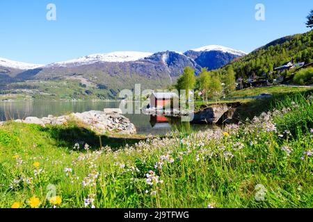 Vue sur Oldebuka avec cabane rouge de pêcheurs sur la rive. Herbe verte luxuriante au premier plan, avec des montagnes enneigées derrière. Olden, Norvège Banque D'Images