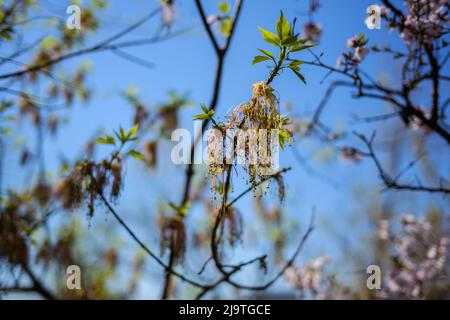 Fleurs d'érable boxelder flétrissées sur branche extérieure. Banque D'Images