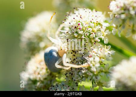 Araignée de crabe de fleur, Misumena vatia sur fleur blanche Banque D'Images