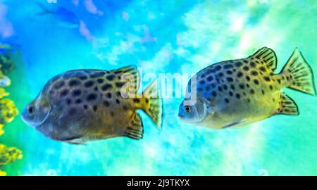 Poissons de la famille des épineux Acanthuridae nageant dans l'aquarium. C'est un beau poisson marin qui est conservé dans un aquarium comme un ornemental Banque D'Images