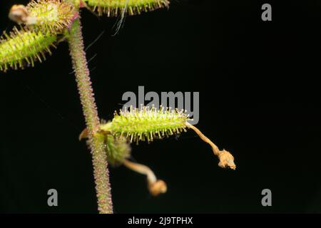 Plante terrestre de Cheirostylis parvifolia, Satara, Maharashtra, Inde Banque D'Images