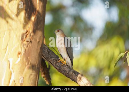 Shikra, Accipiter badius, Satara, Maharashtra, Inde Banque D'Images