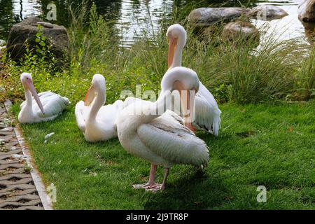 Pélicans qui vit dans le parc zoologique. Oiseaux exotiques blancs, gros plan. Banque D'Images