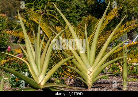 Sydney Australie, sansevieria ehrenbergii ou sabre sansevieria a des feuilles en deux rangées opposées (distiques), formant une forme clairsemée de ventilateur Banque D'Images