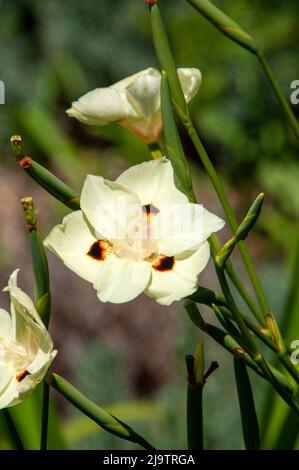 Sydney Australie, fleur jaune pâle et crémeuse avec taches marron foncé d'iris africain Banque D'Images