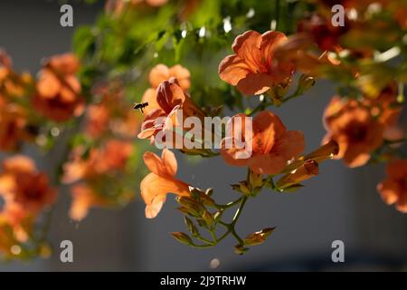 Abeille en vol à la recherche de nectar sur une fleur Banque D'Images