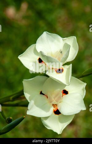 Sydney Australie, jaune pâle et crémeux avec des taches marron foncé, en forme de fleurs d'iris d'un dietes bicolore Banque D'Images