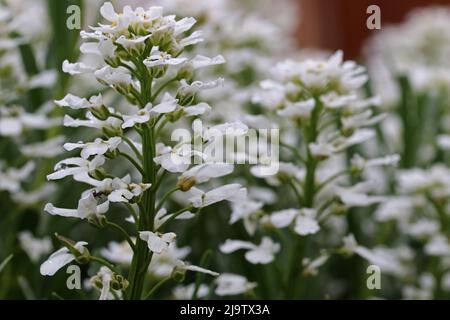 Gros plan de la fleur ibérique dans les gouttes de rosée. Blanc floraison iberis sempervirens. Mise au point sélective. Banque D'Images