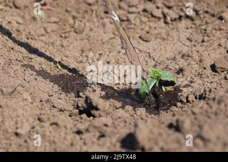 Arrosage d'une jeune plante. La plante pousse dans un sol sec. Banque D'Images