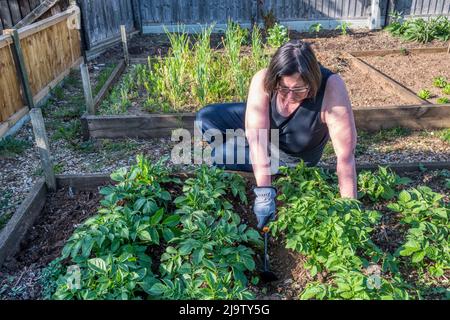 Femme qui monte des pommes de terre dans un lit surélevé dans son potager. Banque D'Images