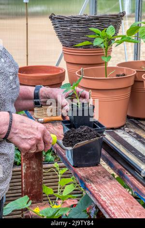 Femme empotant une plante de Chili en utilisant le petit pot comme modèle pour remplir le grand pot de compost avant de transférer la plante. Banque D'Images