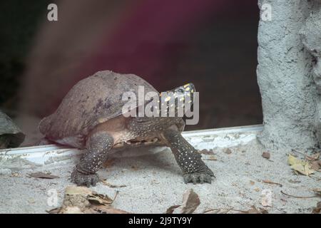 Tortue vue vers le haut en stationnement. Banque D'Images