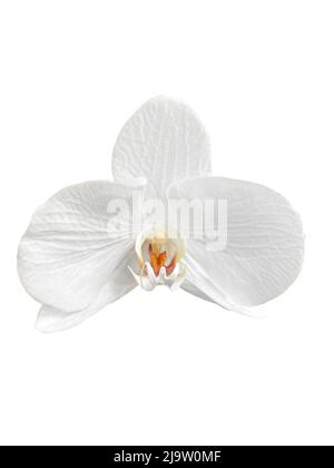 Une fleur isolée. Belle carte. Banque D'Images