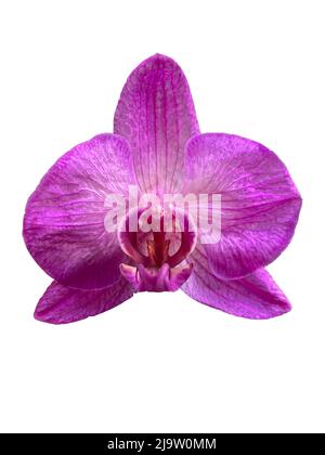 Une fleur isolée. Belle carte. Banque D'Images