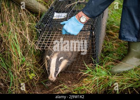 Un blaireau européen (Meles meles) quitte un piège à cage après avoir été vacciné contre la tuberculose. Vaccination par Badger, pays de Galles, Royaume-Uni Banque D'Images