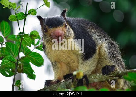 L'écureuil de l'arbre Banque D'Images