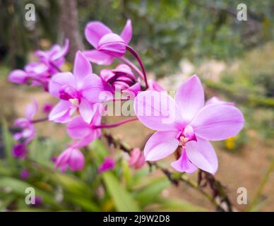 orchidées roses, vue rapprochée de fleurs colorées dans le jardin, prises dans une faible profondeur de champ, arrière-plan flou Banque D'Images