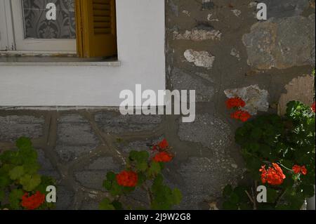 Ancienne fenêtre de maison rurale avec volets en bois ocre, finitions blanches et rideaux de style campagnard contre un mur en pierre fait à la main avec des géraniums rouges. Banque D'Images