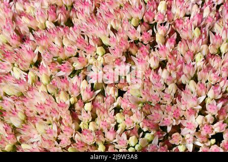 Beaucoup de fleurs roses délicates de Sedum ou de stonecrop fleurs et feuilles vertes. Photo d'arrière-plan. Photo haute résolution. Profondeur de champ complète. Banque D'Images