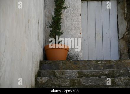 Ancienne maison rurale entrée porte en bois avec des marches en pierre antique et un pot avec une plante de cyprès contre un mur texturé blanchi à la chaux. Banque D'Images