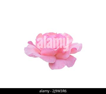 belle fleur rose ouverte isolée sur fond blanc Banque D'Images