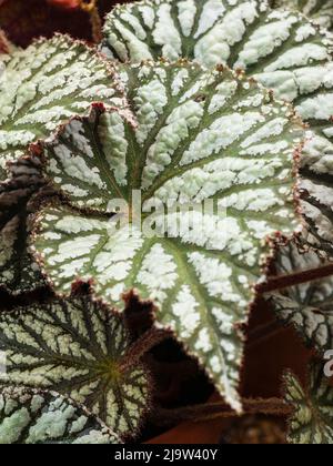 Grandes feuilles argentées de la tendre maison de Rex Begonia ou de la serre, Begonia 'Pearl Ripple' Banque D'Images