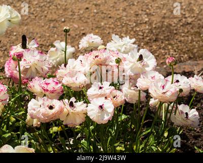 Double fleur blanche élégante aux bords pétale de picotee rose de la coupe de beurre asiatique tubéreuse, Ranunculus asiaticus 'Elegance Striato Bianco' Banque D'Images