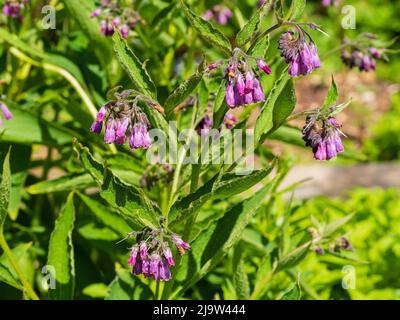 Fleurs et feuillage de la commune de l'herbe florale du début de l'été, Symphytum officinale Banque D'Images