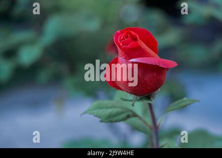 Rose rose dans le jardin sur fond vert Banque D'Images