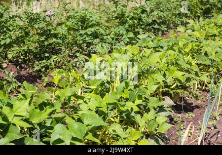 Haricots verts biologiques poussant dans le jardin Banque D'Images