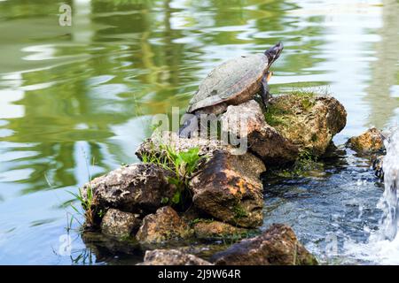 La tortue est assise sur un cairn en pierre dans un lac. République Dominicaine, photo naturelle Banque D'Images