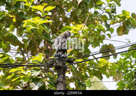 Monkey est assis sur un pilier électrique avec des fils, photo d'extérieur. Sri Lanka. Langur gris, également appelé langur Hanuman ou singe Hanuman Banque D'Images