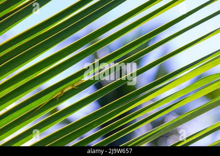 Le lézard vert se trouve sur une feuille de palmier, photo rapprochée d'Anolis carolinensis Banque D'Images