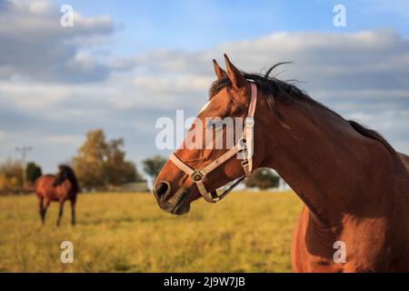 Troupeau de chevaux en pâturage. Ferme d'animaux. Herbe de pâturage de cheval pur-sang. Scène rurale Banque D'Images