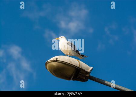 Gull assis sur la lampe de lumière publique avec le ciel bleu en arrière-plan Banque D'Images