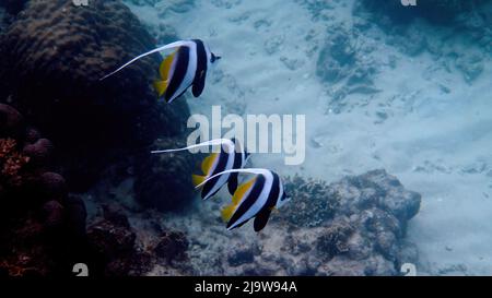 Vue sous-marine de l'école de lannerfish à longue nageoire dans les magnifiques récifs coralliens en Thaïlande. Groupe de poissons de mer rayés sur la plongée en apnée ou en plongée. Sous l'eau Banque D'Images