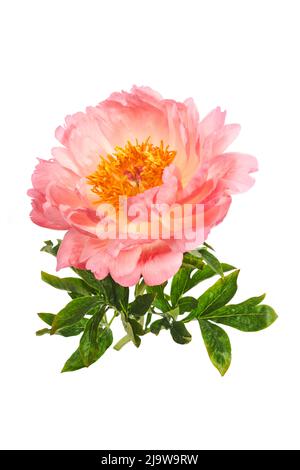 Belles fleurs de pivoine rose isolé sur fond blanc Banque D'Images