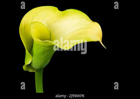 Incroyablement belle fleur jaune de Calla Lily, photographiée sur fond noir Uni Banque D'Images