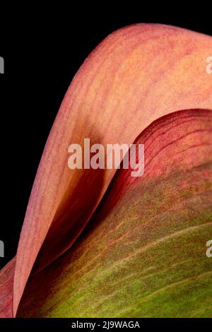 Superbes couleurs et formes spectaculaires d'une fleur rouge Calla Lily, photographiée sur fond noir Uni Banque D'Images