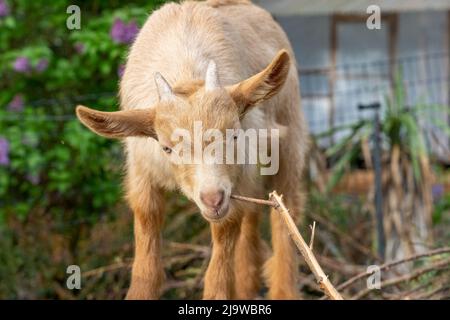 Issaquah, Washington, États-Unis. Guernesey Goat, un homme de trois semaines, mâchant sur une branche Banque D'Images